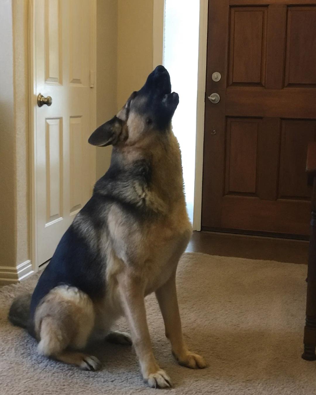 “My Dog Howled Nonstop After My Kids Left With Grandma – I Followed My Instincts and Uncovered the Truth”