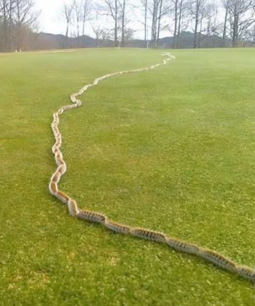 I Thought It Was a Rope — What I Found Gave Me Chills