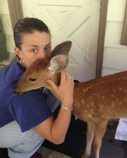 The Mysterious Deer That Brought a Message and Changed Everything