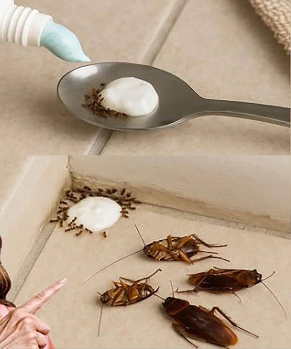 Say Goodbye to Flies, Mosquitoes, and Cockroaches with This Simple Home Trick