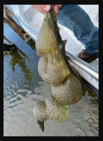 Strange Blob Found in Oklahoma Lake Isn’t an Alien Egg — It’s a Sign of Clean Water