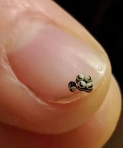 The Dinner That Turned Into a Nightmare: Insect Eggs Found in Our Salad
