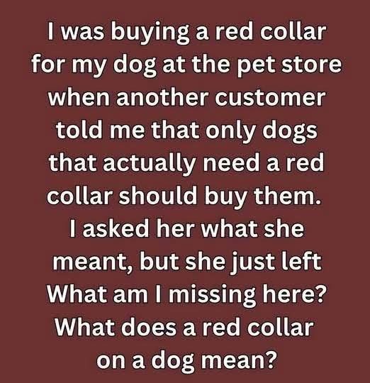 What a Red Dog Collar Really Means—and Why You Should Keep Your Distance