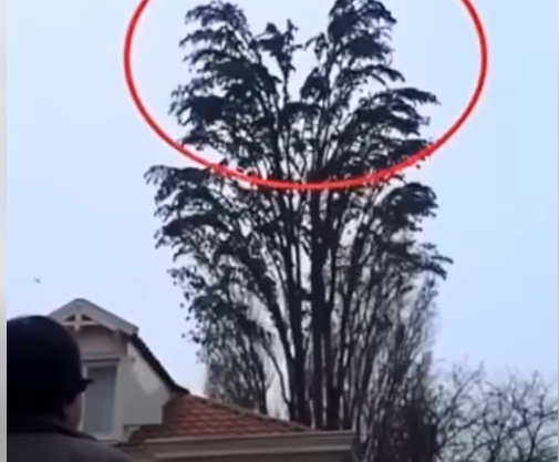 A Quiet Video of a Tree Took an Unexpected Turn at 0:18