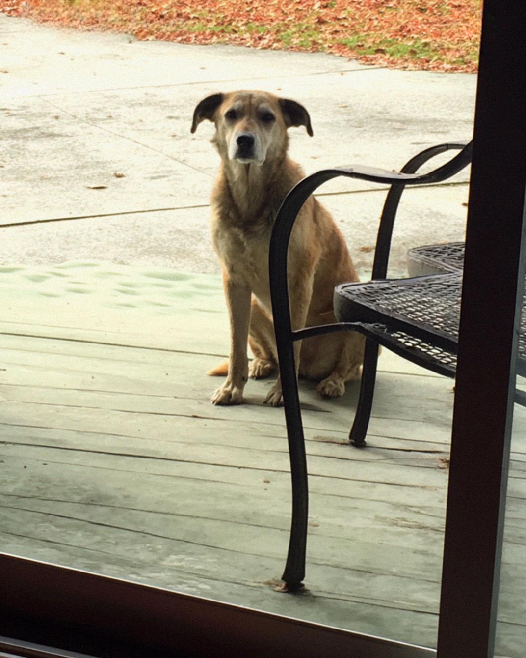 A Husky Visited Us Every Day — One Day, It Led Us to an Incredible Discovery A Husky Visited Us Every Day — One Day, It Led Us to an Incredible Discovery