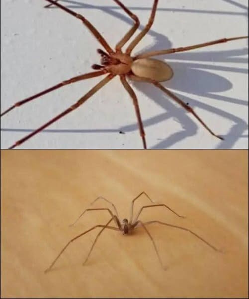Tiny Spider, Big Danger: What to Know About the Brown Recluse Bite