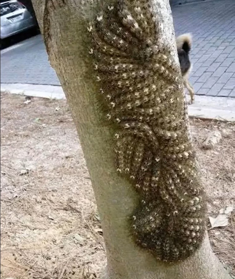 The Tree That Almost Put My Daughter in Danger