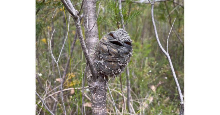 She Thought She Found a Smiling Baby Bird—But Nature Had a Surprise