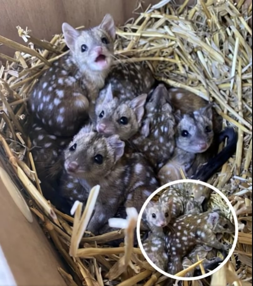 Rare Baby Quolls Born in Australian Sanctuary