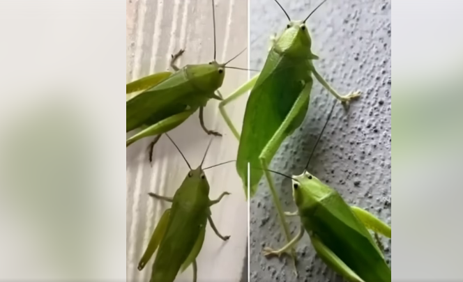 What It Really Means When You See a Leafhopper in Your Home What It Really Means When You See a Leafhopper in Your Home