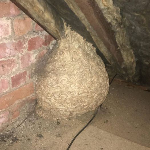 Unexpected Discovery in the Attic Leaves Man Speechless