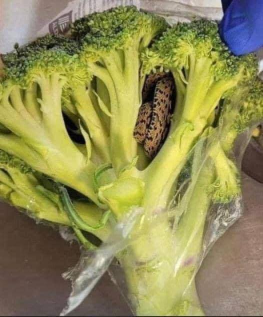 Snake Discovered in Aldi-Bought Broccoli Leaves Shopper Shocked