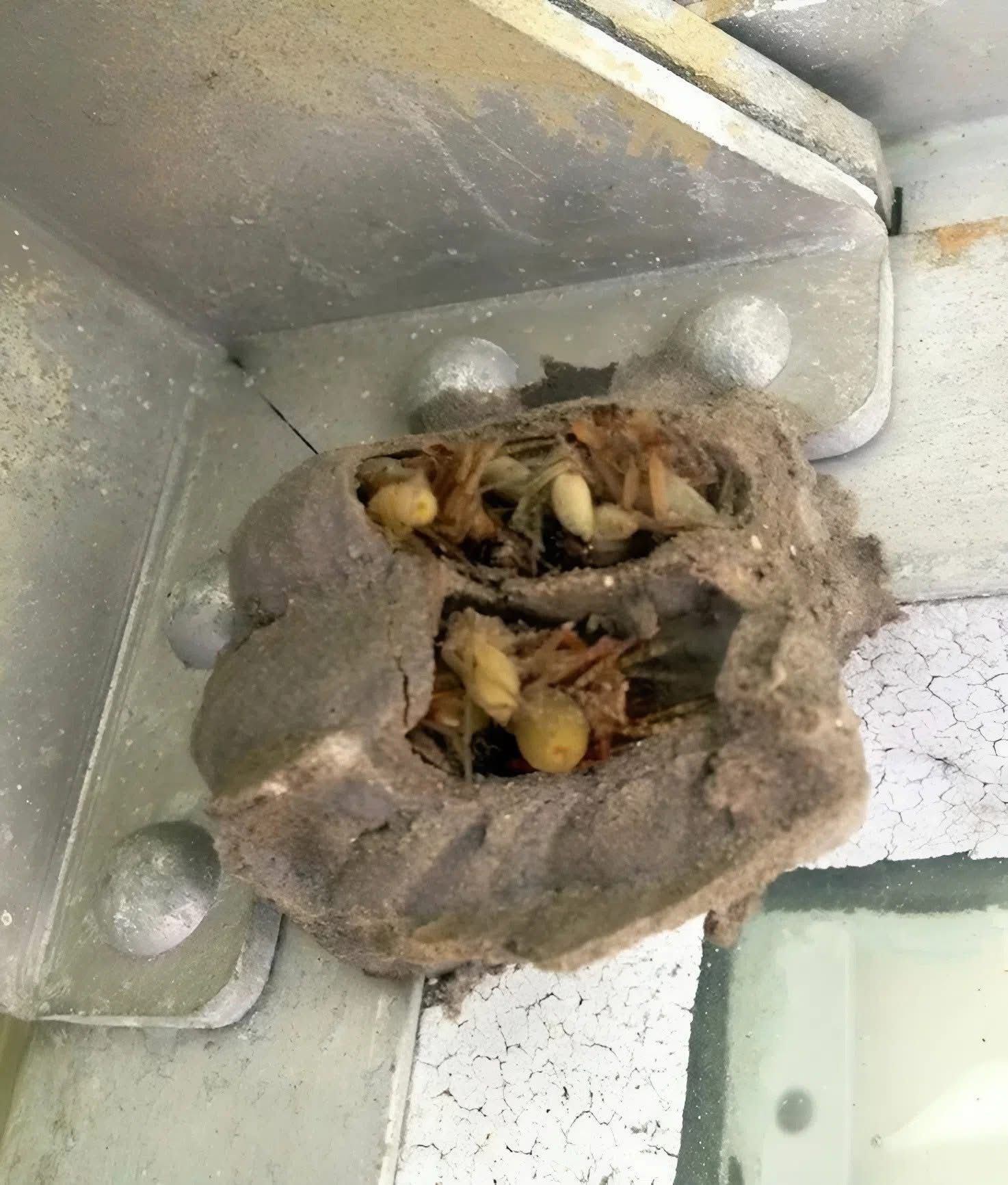 The Hidden Discovery in My Garage Changed Everything