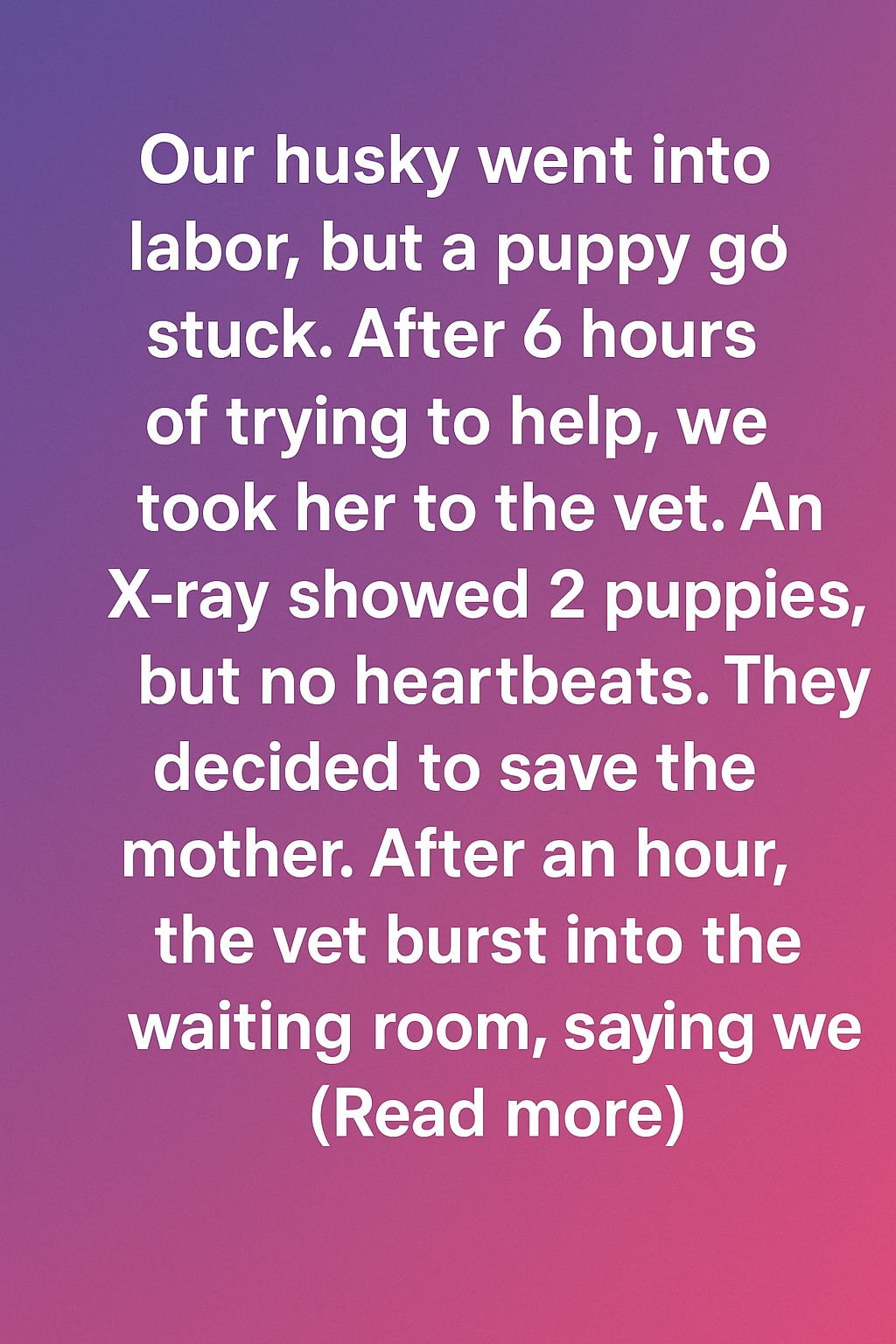 A Miracle Named Hope: How Our Husky Defied the Odds and Inspired Us All