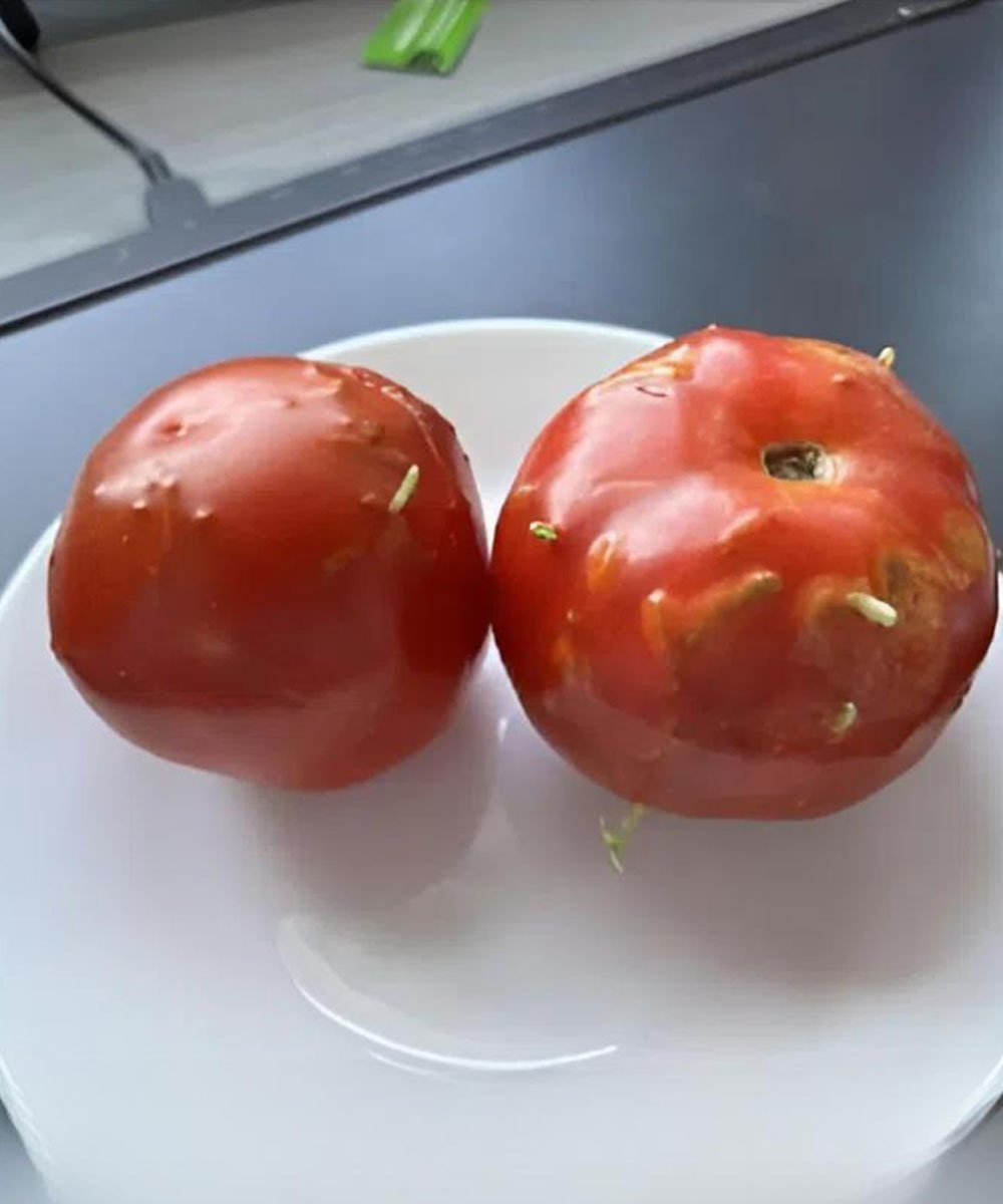 A Surprising Discovery in the Kitchen: The Tale of Imperfect Tomatoes