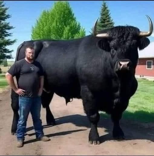 Farmer’s ,500 Bull Purchase Took an Unexpected Turn
