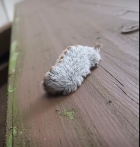 A Strange Furry Creature on a Park Bench Leaves Families Both Fascinated and Cautious
