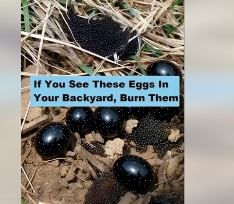 What You Should Do If You Ever Find These Eggs in Your Backyard