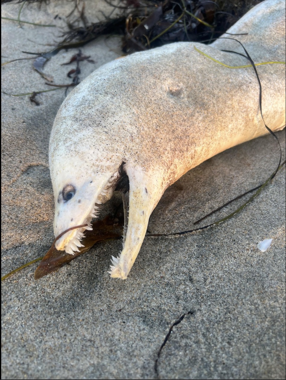 A Strange Visitor From the Deep: Beachgoers Stunned by Mysterious Sea Creature on California Shore