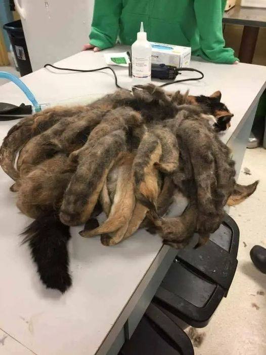 They Thought It Was Just a Stray — What They Discovered Changed Everything