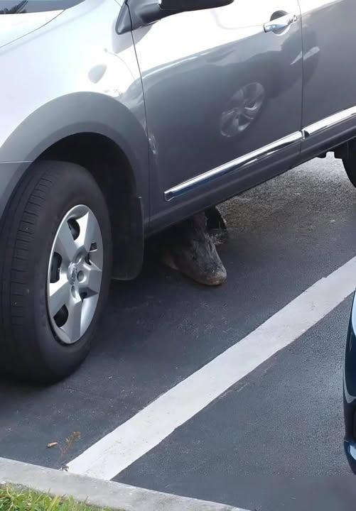 The Creature Hiding Under My Car That Changed Everything