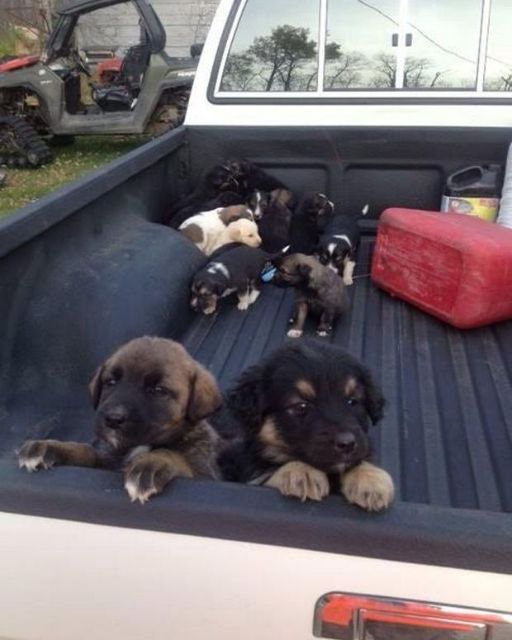 I Stopped for Gas… and Found Hope in a Truck Bed