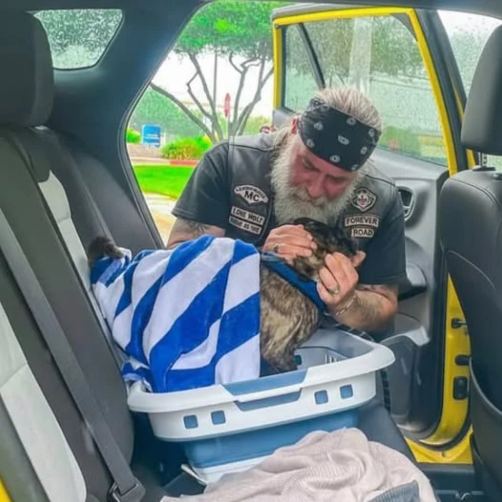 Biker Cries Over Injured Puppy — A Stranger’s Quick Decision Changes Everything