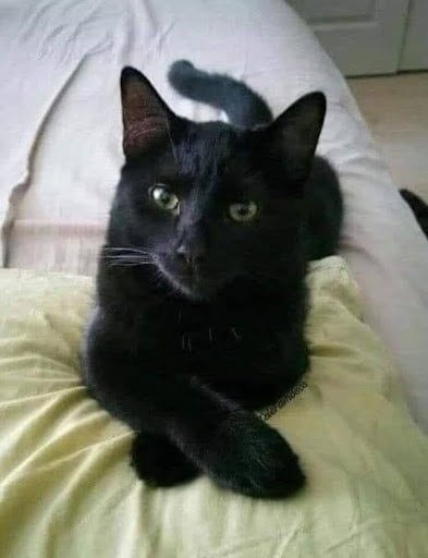 What It Really Means When a Black Cat Crosses Your Path