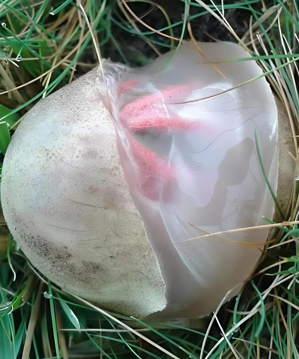 In My Yard, I Found a Slimy Red Creature With a Horrible Smell — What It Turned Out to Be Shocked Me