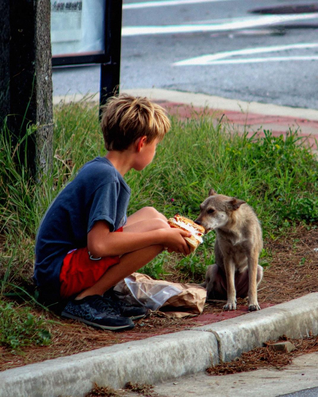 My Son Shared His Lunch with a Stray Dog Every Day — Until a Red SUV Revealed the Truth Behind It