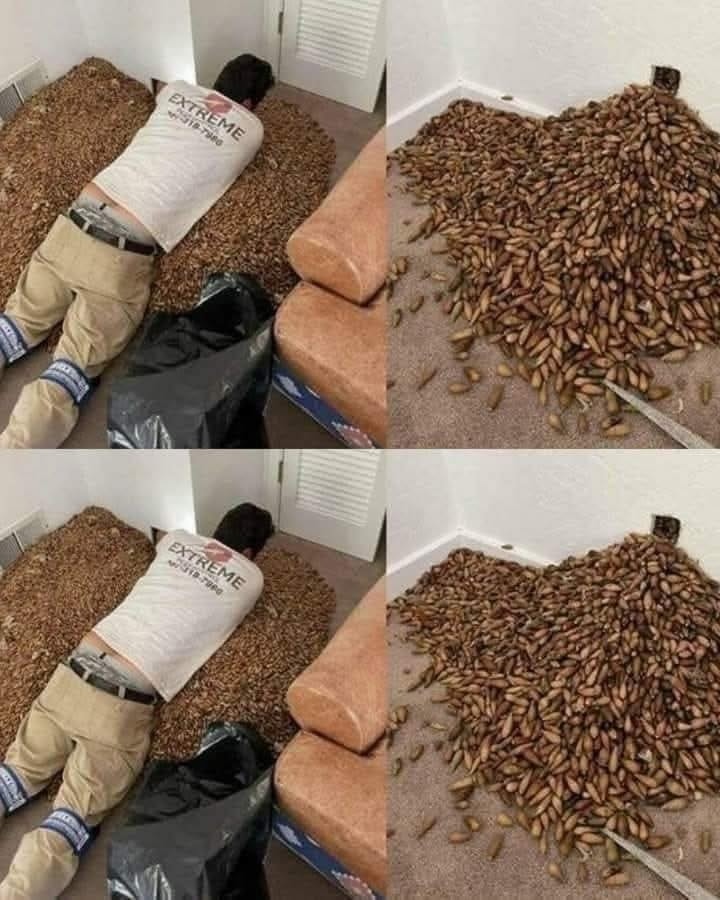 He Noticed a Strange Smell in His House — What He Found Hidden Inside the Wall Left Him in Shock