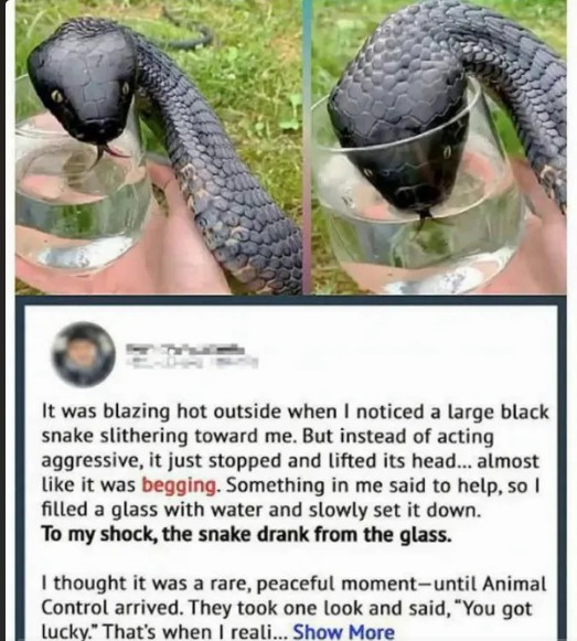 When a Snake Approached Me by the Lake, I Thought It Was Dangerous — But What Happened Next Left Me Speechless