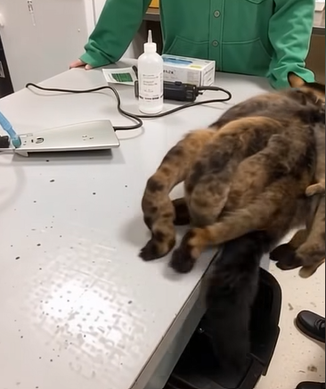 From Neglected and Unrecognizable to Loved Again — A Cat’s Inspiring Rescue Story