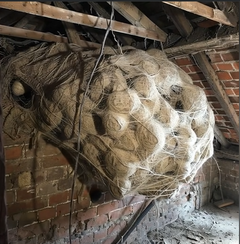 A Father Found a Strange Metal Door in His Yard — What Was Hidden Beneath Left Him Speechless