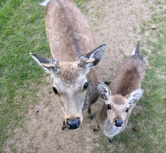 The Gentle Visitors and the Secret Hidden Within the Woods