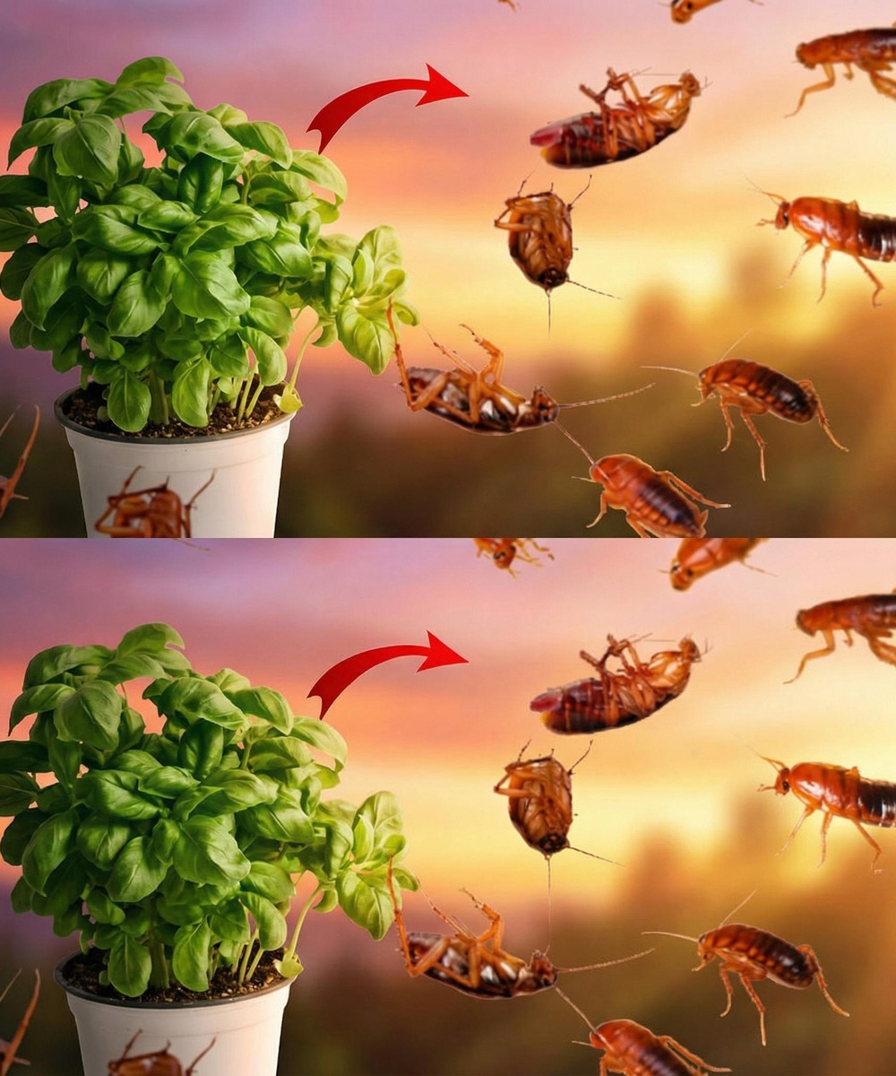 How a Simple Basil Plant Brought Peace Back Into My Home