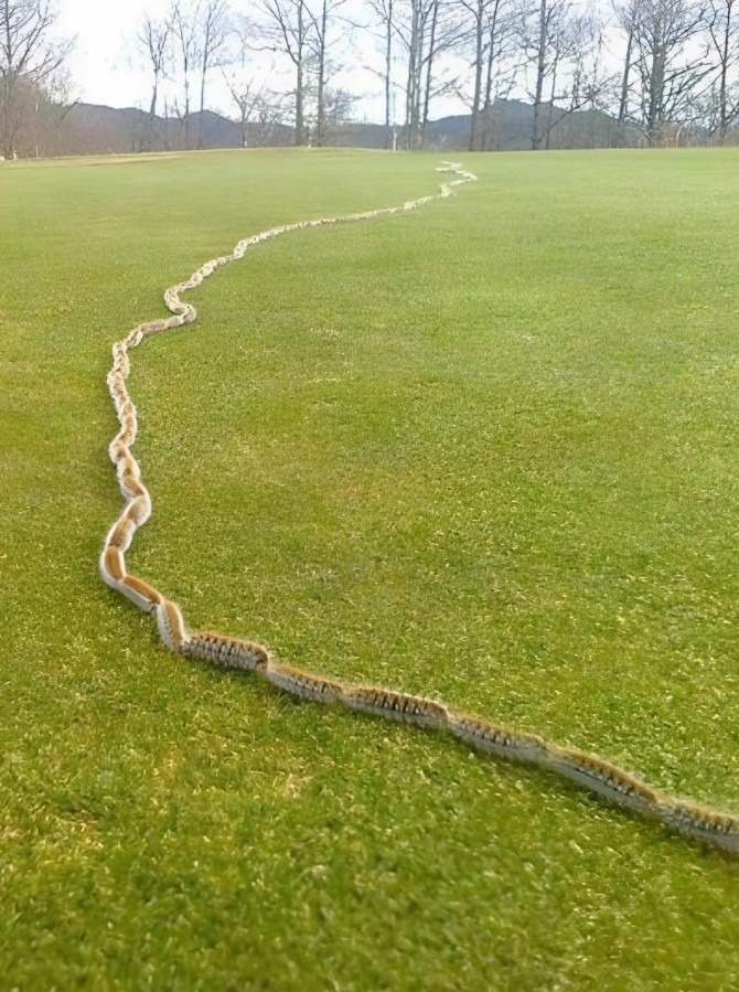 She Thought It Was a Rope in the Yard—Then It Moved