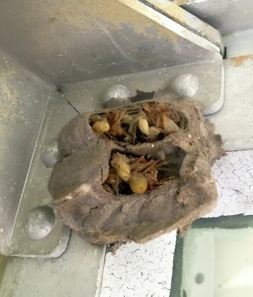 I Stepped Into the Garage for an Old Toolbox—and Found Something I Never Expected